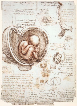 Anatomy Drawings and Art Gallery of Leonardo Da Vinci