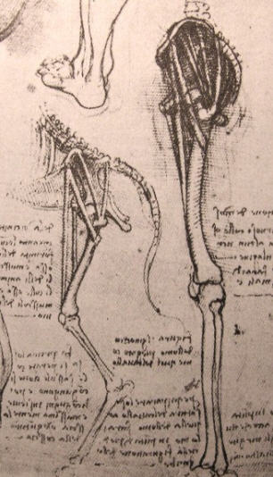 Leonardo anatomy of dog and man